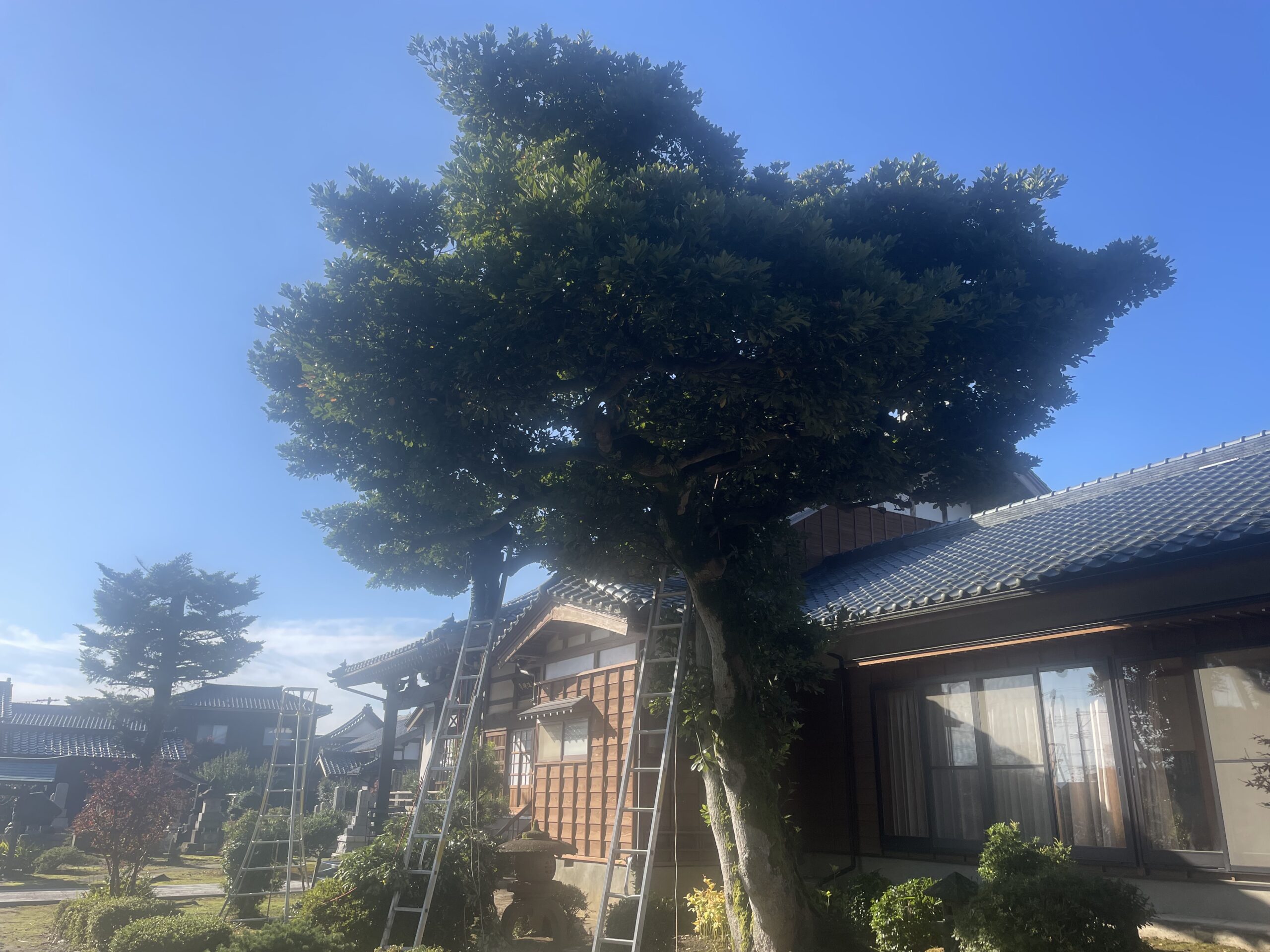 新潟市南区H様お寺タブの木剪定作業