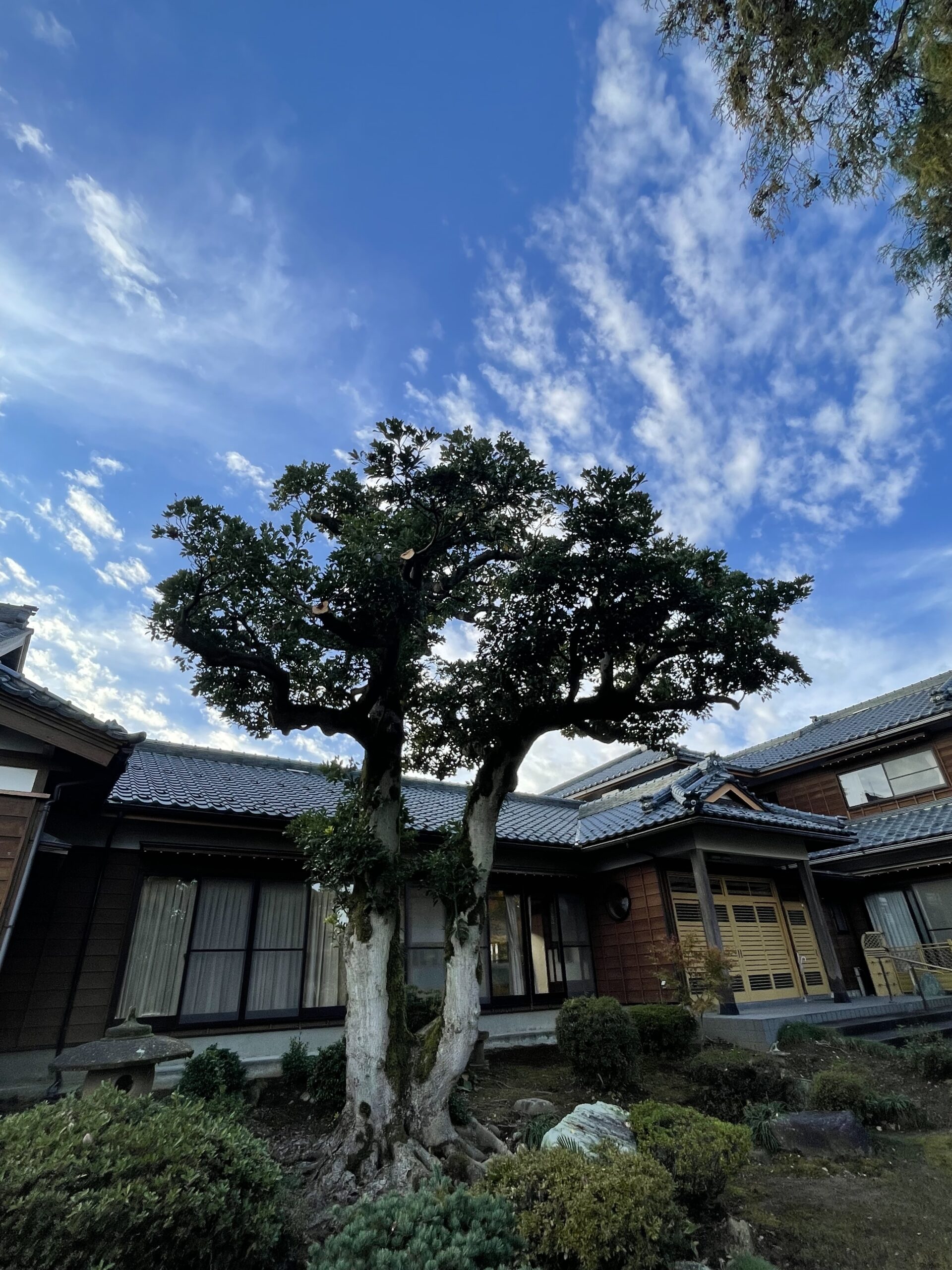 新潟市南区H様お寺タブの木剪定作業