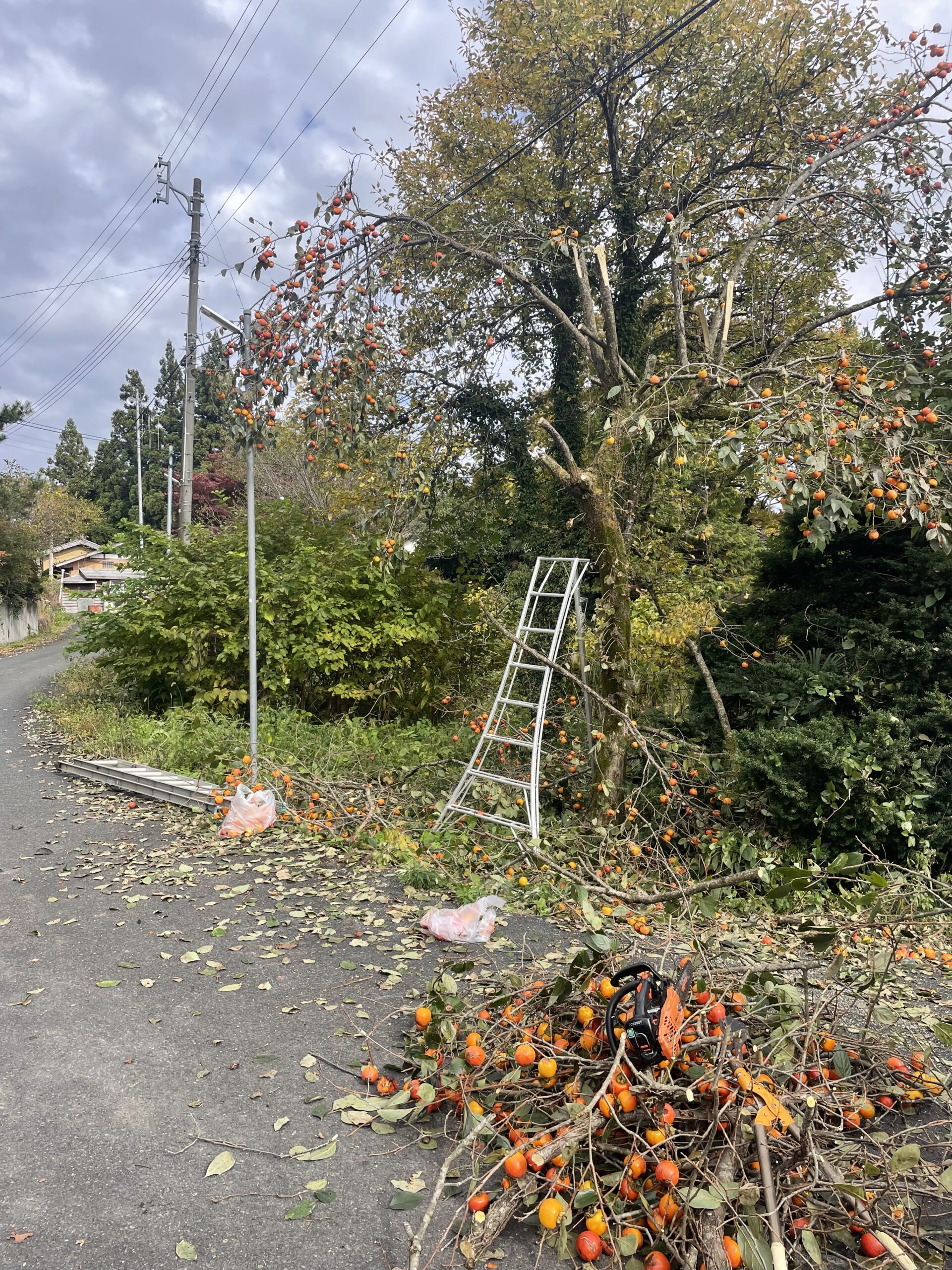 五泉市I様邸柿の木伐採作業
