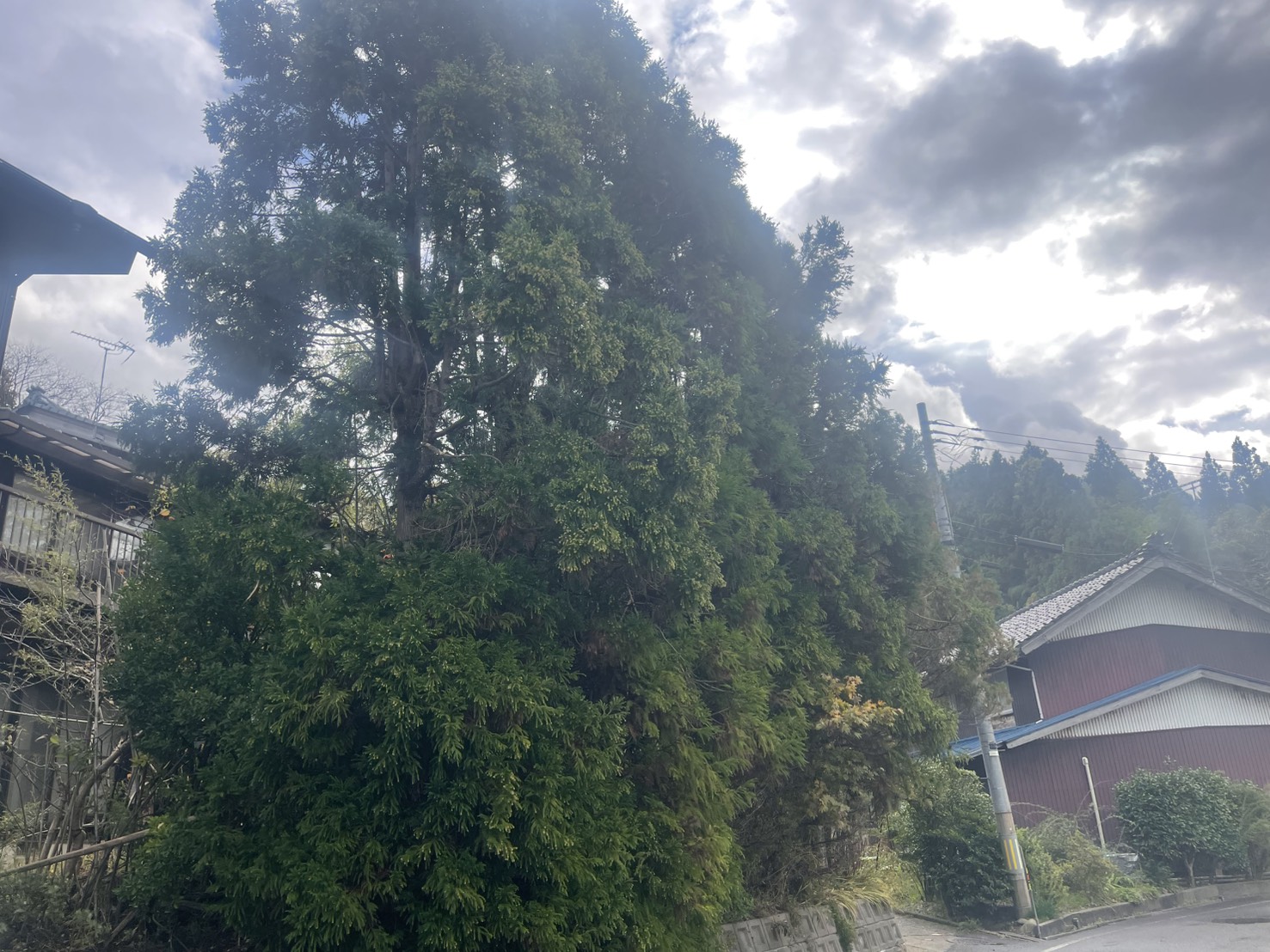 長岡市Y様邸杉の木枝おろし剪定作業