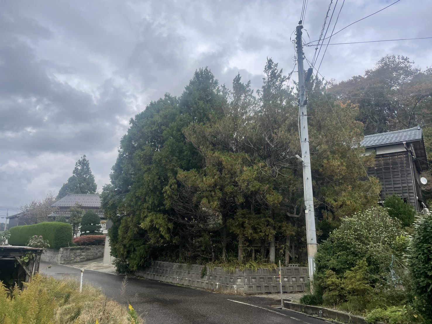 長岡市Y様邸杉の木枝おろし剪定作業