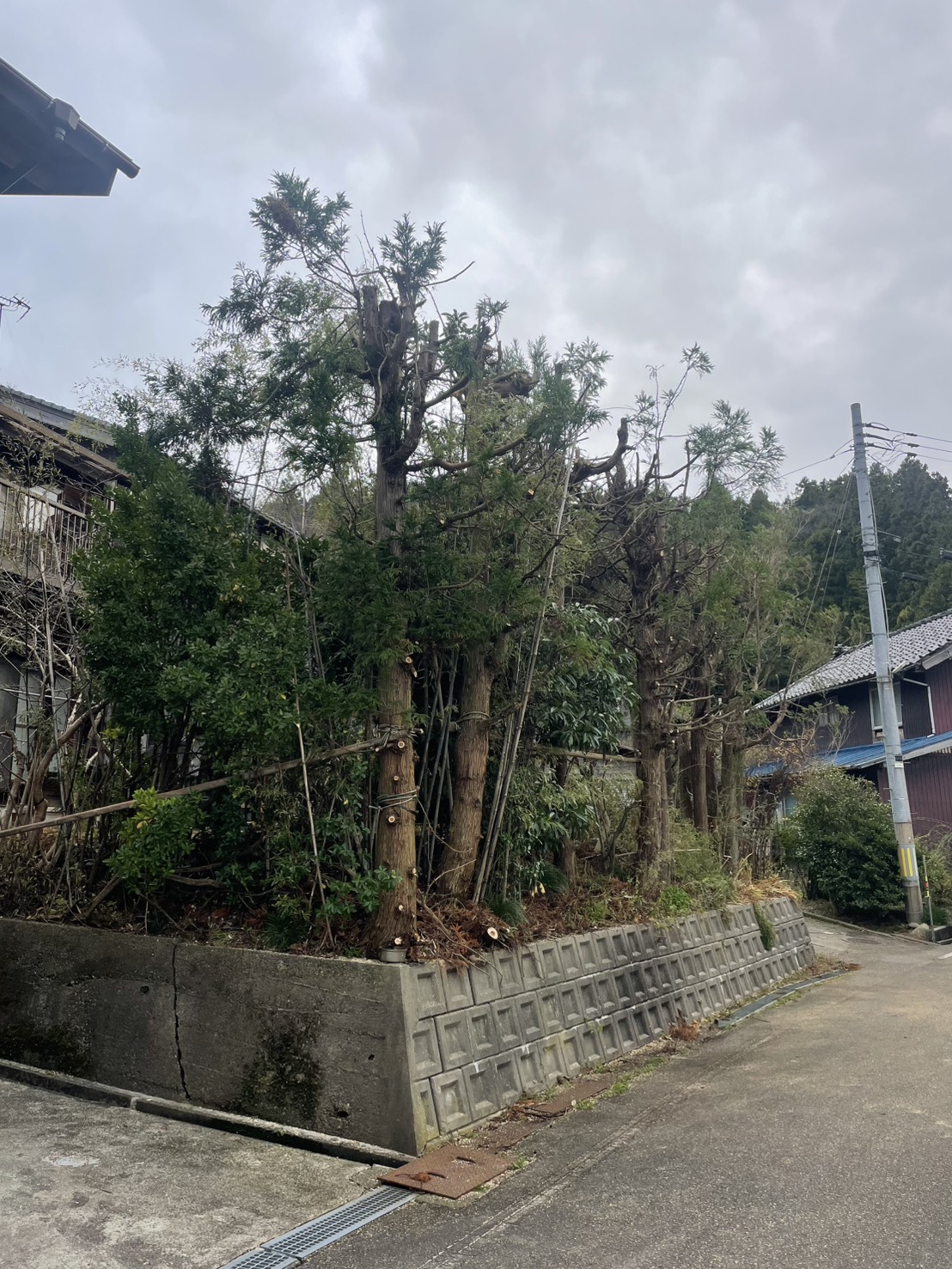 長岡市Y様邸杉の木枝おろし剪定作業