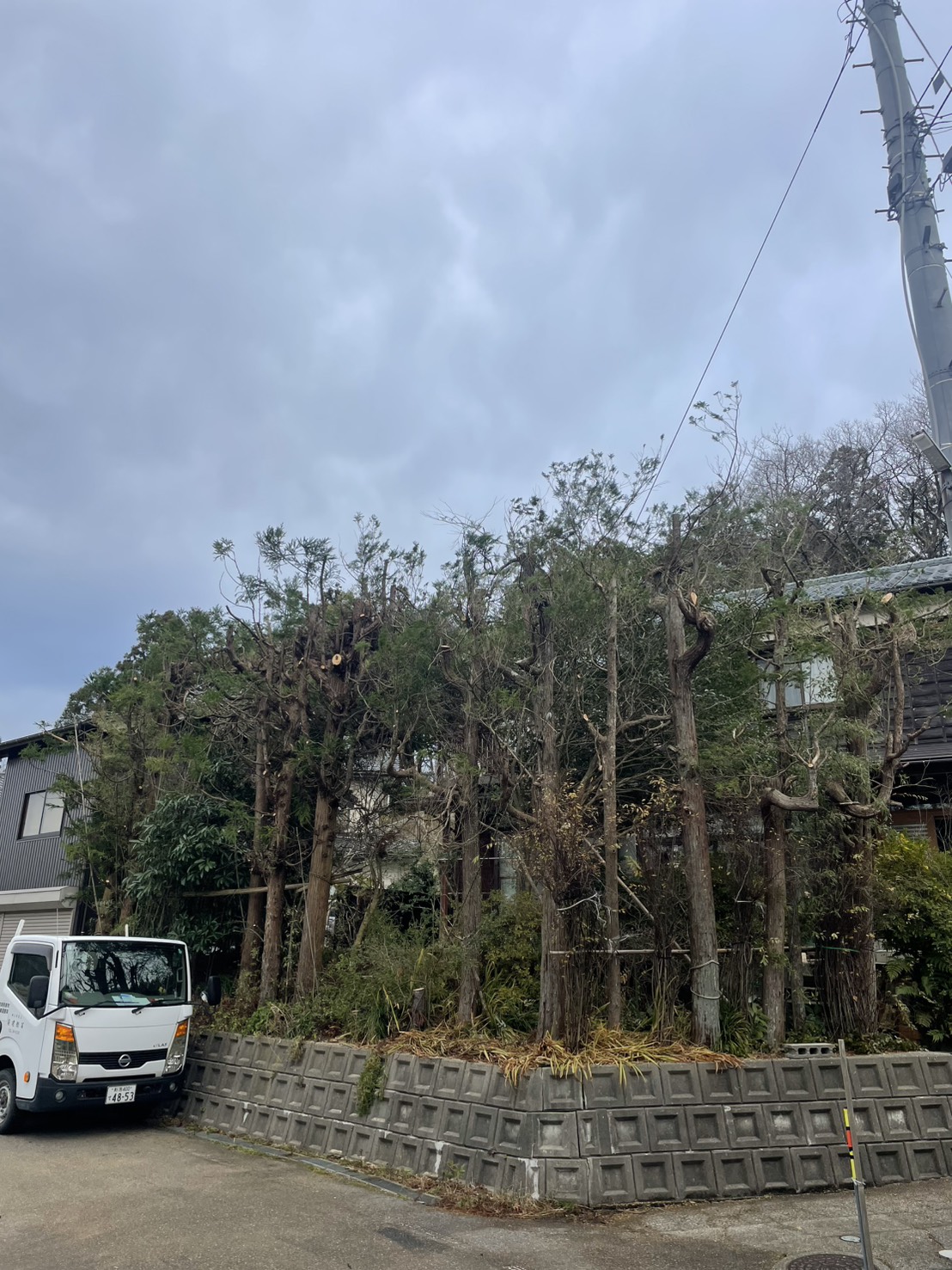 長岡市Y様邸杉の木枝おろし剪定作業